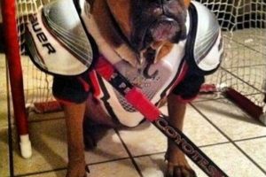 Best Hockey Puppy Names [Puck-tastic & Cute!] | Your Ultimate Source for Hockey Updates, Training Guides, and Equipment Recommendations