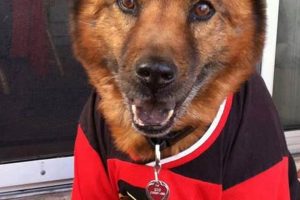Score! Adorable Dog Hockey Jerseys + More! | Your Ultimate Source for Hockey Updates, Training Guides, and Equipment Recommendations