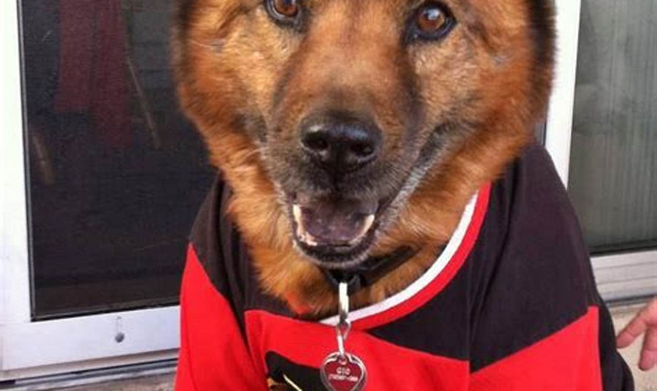 Score! Adorable Dog Hockey Jerseys + More! | Your Ultimate Source for Hockey Updates, Training Guides, and Equipment Recommendations