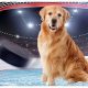 Top Hockey Dog Names: Icy Pups! | Your Ultimate Source for Hockey Updates, Training Guides, and Equipment Recommendations